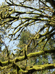 pic of tree moss
