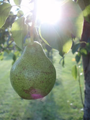 pic of pear in sun